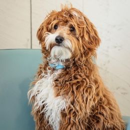 Willie - Goldendoodle