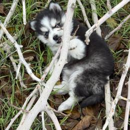 Winter - Black and white female Pomsky puppy in Whittier, California from Legendary Pomskies