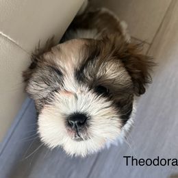 Shih Tzu Puppies from BVPT puppies