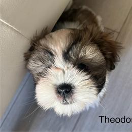 Shih Tzu Puppies from BVPT puppies