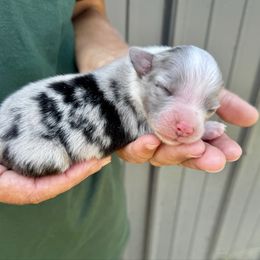 Knox - Blue merle male Miniature Australian Shepherd puppy in Mount Carmel, Tennessee from Hill Top Mini Aussies