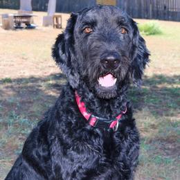 Evie - Goldendoodle