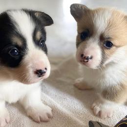 Pembroke Welsh Corgi Puppies from Corgis Hawaii Pleasantstone Aloha Corgis