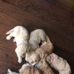 Goldendoodle Puppies from Da Ruba Doodles