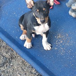 Comet - Black tan and white male Rat Terrier puppy in Harbison Canyon, California from Manumit Rat Terriers