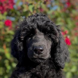 Daisy - Black female Poodle puppy in Midwest City, Oklahoma from Strawberry Hill Puppy Patch