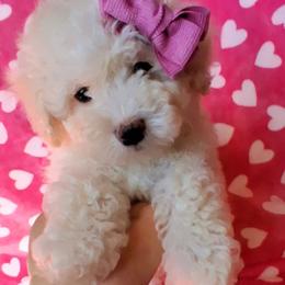 Maltipoo Puppies from Little Cupcakes and Little Pumpkins Maltipoos