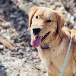 Callie - Golden Retriever
