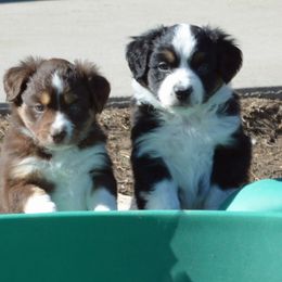 Miniature American Shepherd and Miniature Australian Shepherd Puppies from 74 Ranch Minis