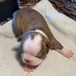 Boy 2 Red Collar - Boston Terrier puppy from So Cal Boston’s