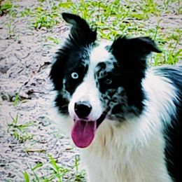 Tess - Border Collie
