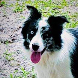 Tess - Border Collie