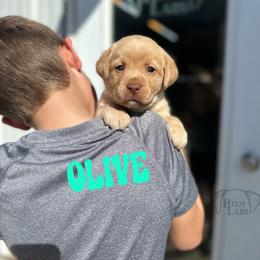 Olive - Yellow female Dilute Retriever puppy in Forest City, Iowa from Helm Labs