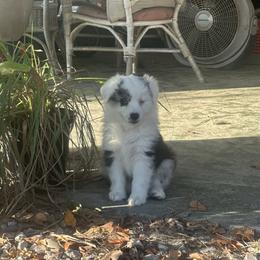 Mystery Saja - Blue merle male Miniature Australian Shepherd puppy in Interlachen, Florida from Lucky Bones Miniature Australian Shepherds