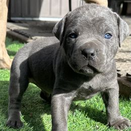 Cane Corso Puppies from DiamondBabyCorso