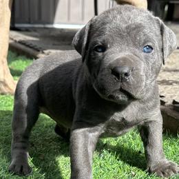 Cane Corso Puppies from DiamondBabyCorso