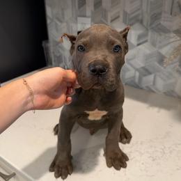Gray Male 2 - Gray male Cane Corso puppy in Knoxville, Tennessee from Crowned Corso