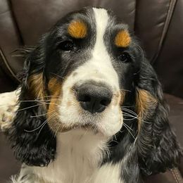 English Springer Spaniels from Wildcard English Springer Spaniels