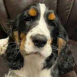 English Springer Spaniels from Wildcard English Springer Spaniels