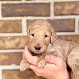 Rosalie - Cream female Goldendoodle puppy in Macclenny, Florida from Baker County Goldendoodles