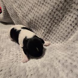 Izzy - Black and white female Cavapoo puppy in Perham, Minnesota from Steel Horse Kennels Inc