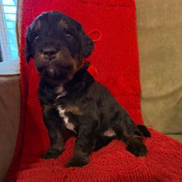 Theodore - Phantom male Bernedoodle puppy in Tulsa, Oklahoma from Magnolia Blossom Bernedoodles