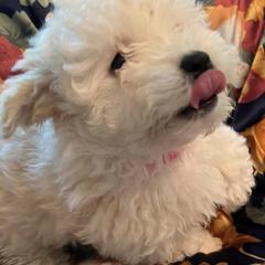 Bologneses from Candido Bolognese