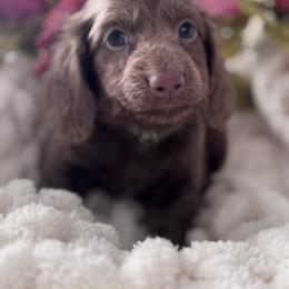 Slate - Fawn (Isabella) male Dachshund puppy in Bentonville, Arkansas from T & D Dachshunds by design