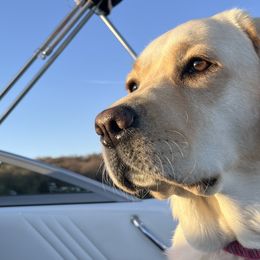 Jaxie - Labrador Retriever