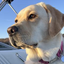 Jaxie - Labrador Retriever