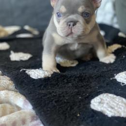 French Bulldog Puppies from Baby Bear Frenchies