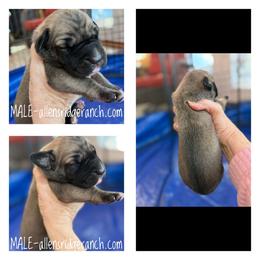 Black Mask Fawn - Fawn male Great Dane puppy in Greenville, South Carolina from Allen’s Ridge Ranch