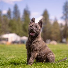 Dutch Shepherd and German Shepherd Puppies from Schäfers Weg Shepherds