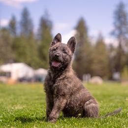 Dutch Shepherd and German Shepherd Puppies from Schäfers Weg Shepherds