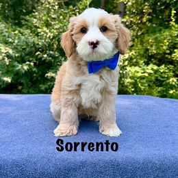 Sorrento - Caramel male Australian Labradoodle puppy in Lake Zurich, Illinois from Rellie  Labradoodles