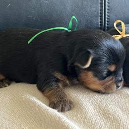Green Boy - Black and gold male Yorkshire Terrier puppy in Meridian, Idaho from Doodles of Idaho