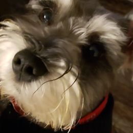 Miniature Schnauzers from Lockwood Schnauzers
