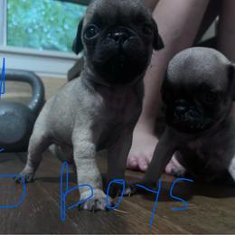 Boy 3 - Fawn male Pug puppy in Gilmer, Texas from Texas Pugs