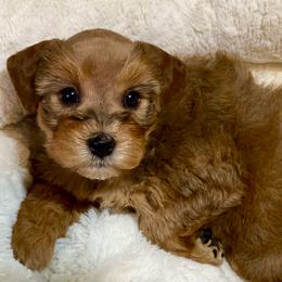 Sable female AKC - Salt and pepper female Miniature Schnauzer puppy in Calhoun, Georgia from The BrickHouse Miniature Schnauzers