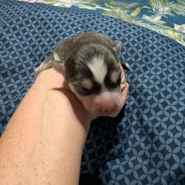 Girl 3 - Blue female Pomsky puppy in Spring Hill, Florida from www.PuppyTimeEmporium.com