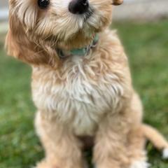 Australian Cobberdogs from Joreese Australian Cobberdogs