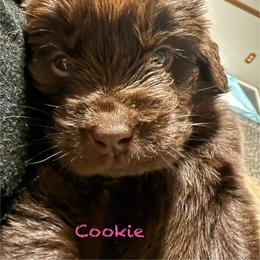Cookie - Brown female Newfoundland puppy in Saukville, Wisconsin from Crossroads Canines ~ Newfoundland Dogs