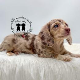 Denali - Dapple female Dachshund puppy in Litchfield, Illinois from Charmm Dachshunds