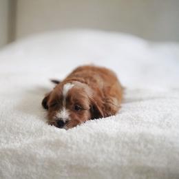 Fern - Red  female Goldendoodle puppy in Vancouver, Washington from Blissful Doodles