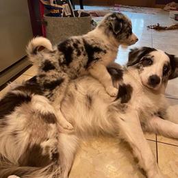 Border Collie and Miniature Australian Shepherd Puppies from Ross Vegas Kennels