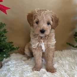 Tinker Bell - Gold female Bordoodle puppy in Valley Center, California from Circle R Valley Bordoodls