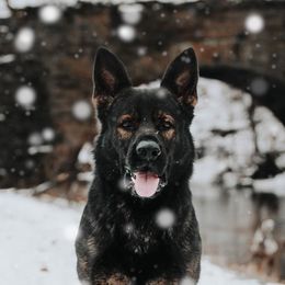 Freek - German Shepherd