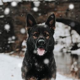 Freek - German Shepherd