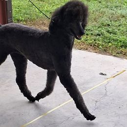 Iridiana - Poodle