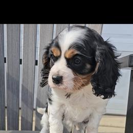 Ralph - Tri-color male Cavalier King Charles Spaniel puppy in Decatur, Illinois from Petite Pups